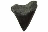 Fossil Megalodon Tooth - South Carolina #331469-1